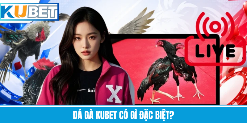 Đá Gà Kubet Có Gì Đặc Biệt?