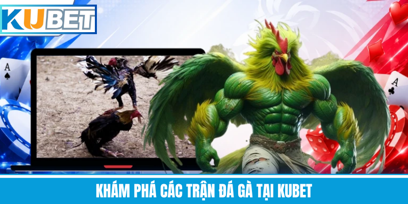 Khám Phá Các Trận Đá Gà Tại Kubet